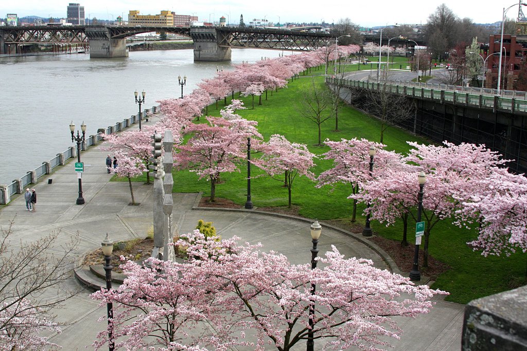 Cherry blossoms lining Tom McCall Waterfront Park beside the Willamette River in Portland