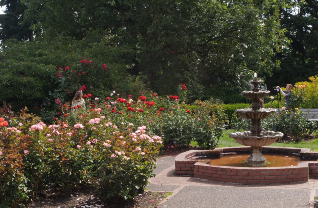 Rose beds at the International Rose Test Garden in Portland