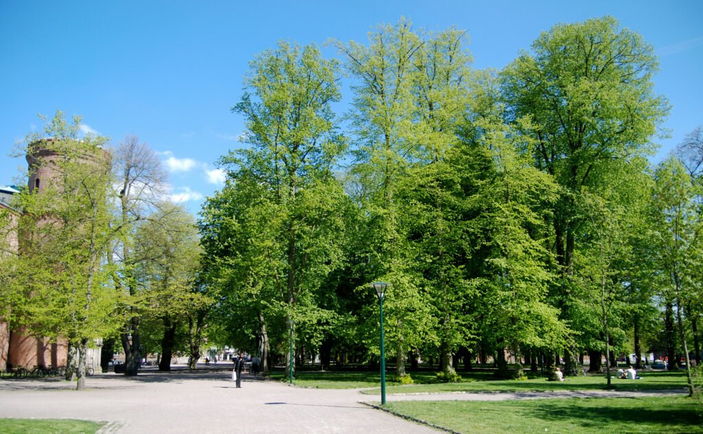 Tree-lined paths through Lundagård in central Lund