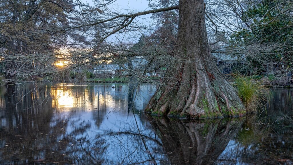 A pond and walking paths inside Christchurch Botanic Gardens