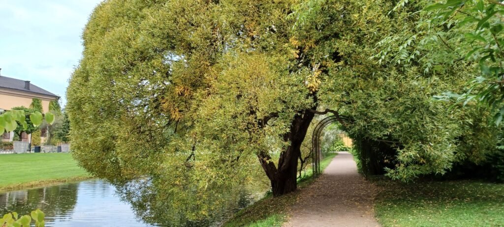 Tree-lined walking path beside a pond in Uppsala Botanical Garden